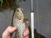 Fish co-operate on last day of season