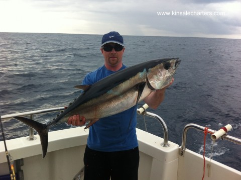 albacore tuna