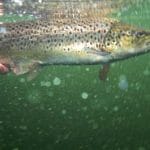A catch & release policy is actively encouraged on the lake at all times