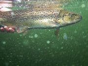 Trout fishing on Sheelin tough as the end of the season draws close A catch & release policy is actively encouraged on the lake at all times