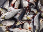 Good perch and roach fishing reported at Blessington a good net of coarse fish