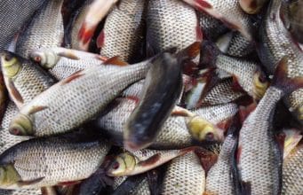 Good perch and roach fishing reported at Blessington a good net of coarse fish