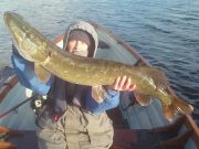 Piking a little slower at Lough Allua but some fine fish still biting including a pike of 104 cms which is our Catch of the Week.