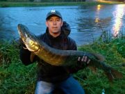 A good pike to finish a slow day on the Barrow, but conditions improving pike