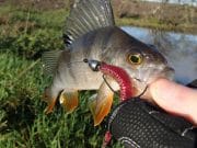 Blue skies, jigs and perch make a good weekend