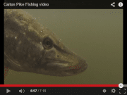 Jack attack for pike fly angler at Rye Lake pike