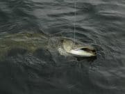 A cool chilly Lough Derravaragh sees only the hardy anglers 10lb plus pike caught trolling a lure on Dec 13th