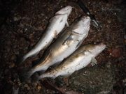 Good codling from south coast venues Cod fishing in Youghal