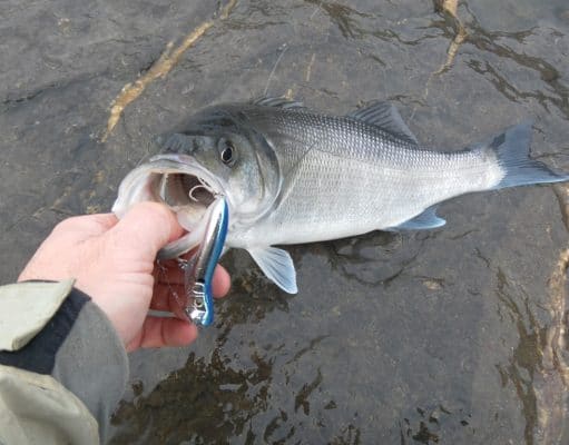 Last Hurrah 2014 for Wexford guide