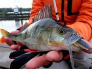 A mixture of small shads seduced some chubby perch