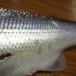 Drowes – Long tailed sea lice, show the fish is straight from the Atlantic