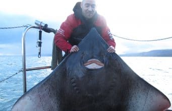 Specimen 209lb skate for Predator