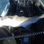 Cod