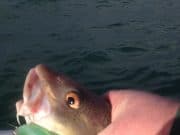 A sprinkling of cod and pollack in Cork Codling! Keeps things ticking over at this time of year..