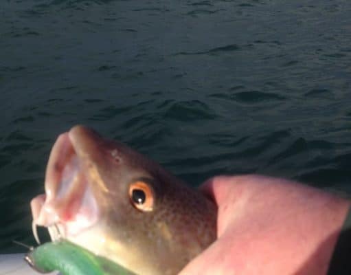 Codling! Keeps things ticking over at this time of year..