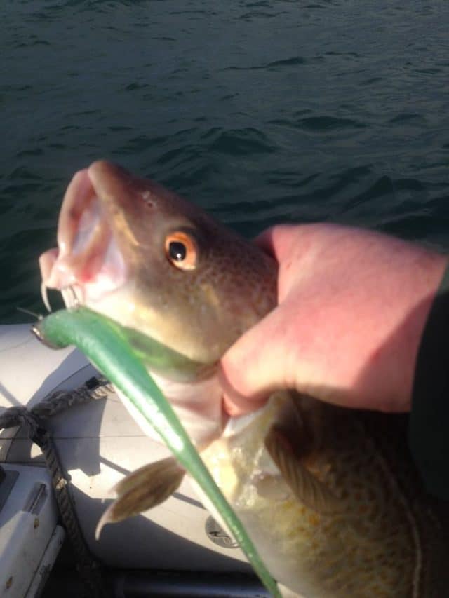 Codling! Keeps things ticking over at this time of year..