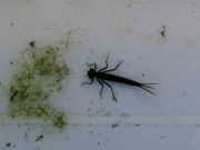 Match the hatch with Ken at Courtlough Fishery, Balbriggan Sun Jan 18th Damsel fly