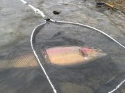 Laois Angling Centre gets off to a great start