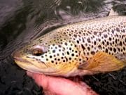 Lady Sheelin waits patiently for its anglers