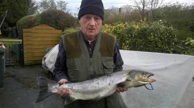 salmon