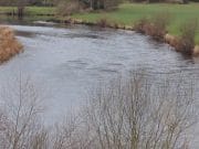 Reports of sea-liced Springers on the Lower River of the Munster Blackwater