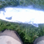 Drowes – Paul Mc Causland’s released fish from the Black Hole on Monday. Pic courtesy P. Mc Causland.