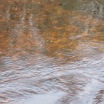 Drowes – Redds are becoming visible again as the water drops but there seem to be very few kelts around.