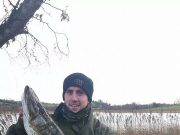 Mullingar pike from lake and canal