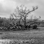 Jason O’Riordan – Kuba’s fallen tree