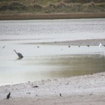 Sean Jordan – Herons