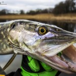 Steven Neely – Inflatable canoe pike