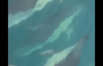 Dolphins