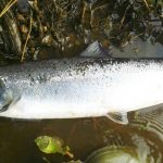 This 6lb. fish was released by Stephen O’Riordan (Limerick) on Ballyhooly.