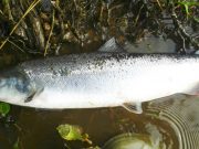 3 springers for Blackwater Lodge anglers yesterday This 6lb. fish was released by Stephen O'Riordan (Limerick) on Ballyhooly.