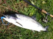 Another salmon at Blackwater Lodge as water begins to suit fly anglers salmon
