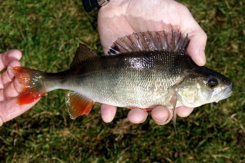The Lads Had Plenty of Success With Perch