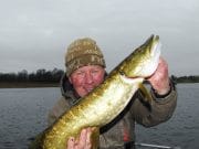 Midland piking report, going is good