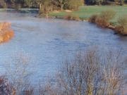 Munster Blackwater a bit discoloured but clearing quickly