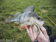 Perch bashing and Pike wrestling keeps Steven & Co on their toes