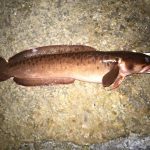Ullcatch – Patrick Fagan’s rockling