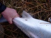 A week of extremes at Delphi as salmon continue to run the system salmon
