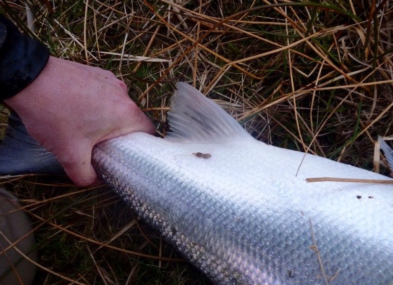 Delphi salmon