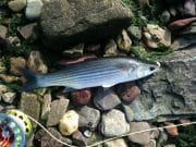 Mullet back in Cork Harbour, first on fly already mullet