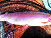 Blushing bows at Knockaderry, Carrigavantry on emergers and caddis Knockaderry