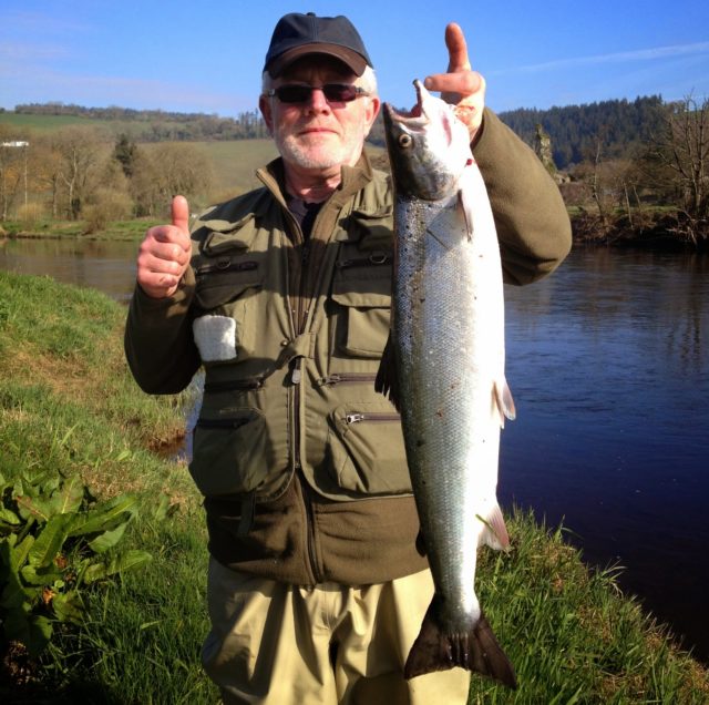salmon