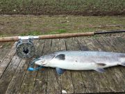 Blackwater Lodge sees 14th springer of the season caught yesterday salmon
