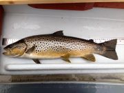 A 5lb 55cm Trout