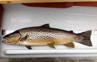 The numbers of trout caught this week on Sheelin exceeded all previous weeks since the beginning of the season A 5lb 55cm Trout