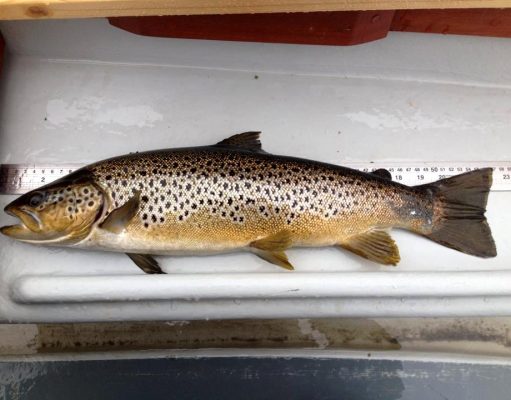 The numbers of trout caught this week on Sheelin exceeded all previous weeks since the beginning of the season A 5lb 55cm Trout