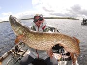 Pike to 122cm on Ree and 24lb fish on fly for Italian anglers 122cm pike